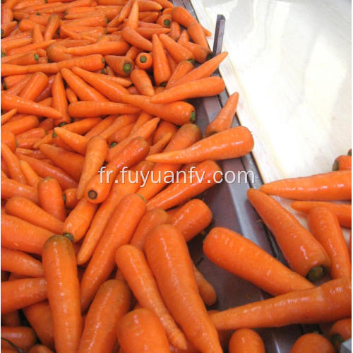 Haute qualité nouvelle récolte de carotte rouge